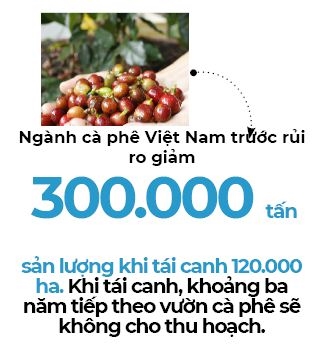 Ca phe Viet Nam truoc nguy co 