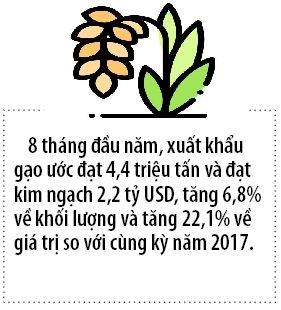 Gao Viet tang co hoi xuat khau 